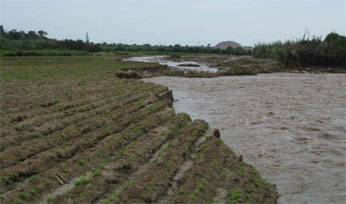 desborde1 Desborde afectó 150 hectáreas áreas de cultivo