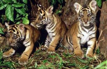 tigres